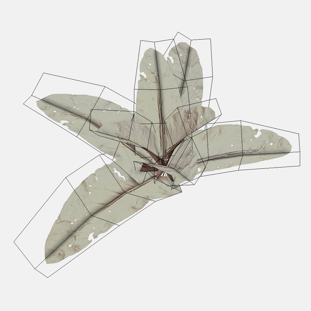 Doc Leaf Plant Low-poly 3D model_3