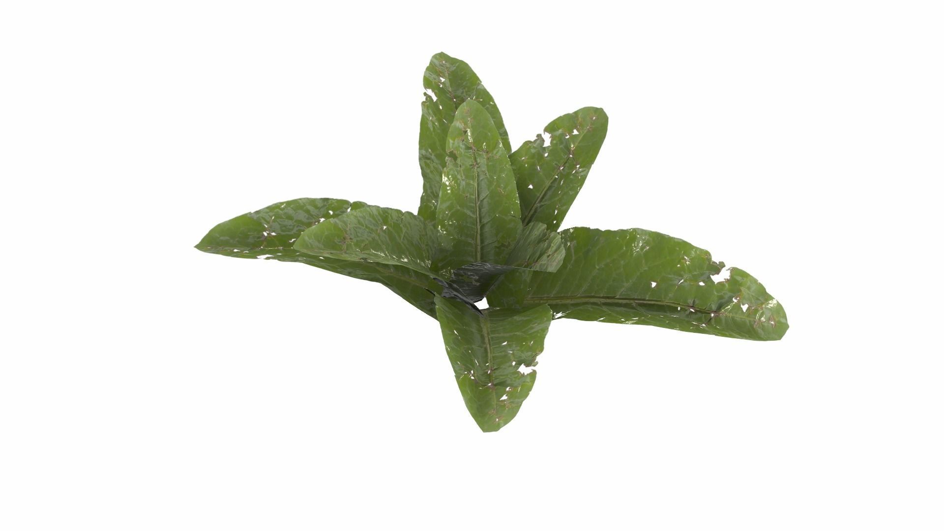 Doc Leaf Plant Low-poly 3D model_5