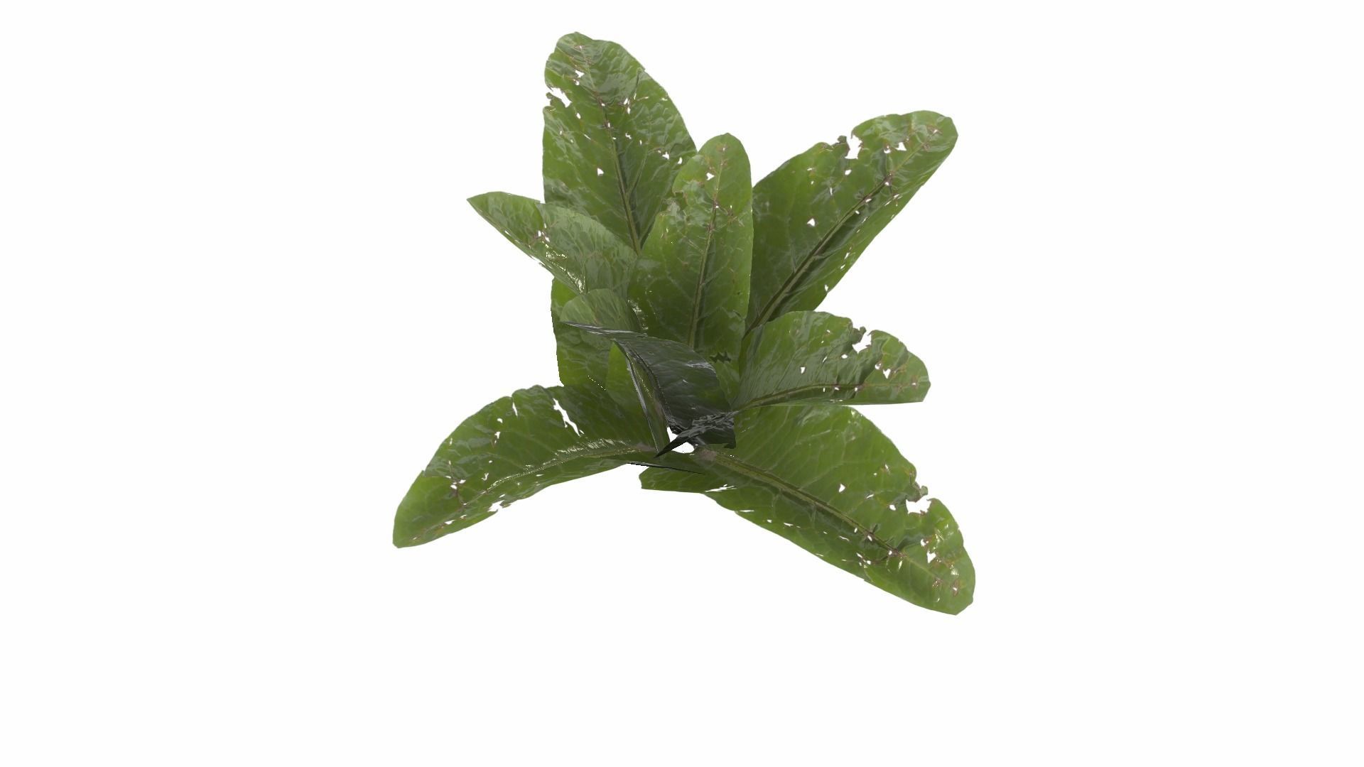 Doc Leaf Plant Low-poly 3D model_12