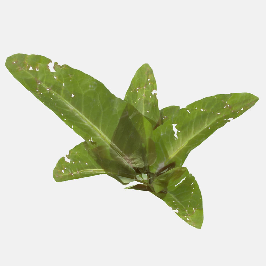 Doc Leaf Plant Low-poly 3D model_2