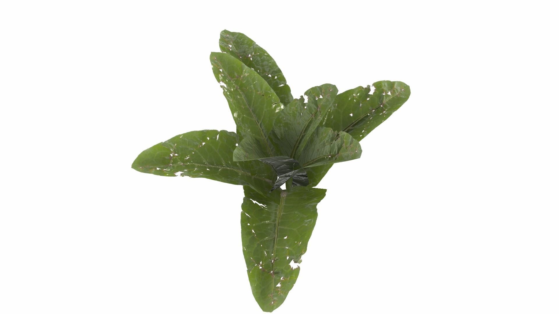 Doc Leaf Plant Low-poly 3D model_21