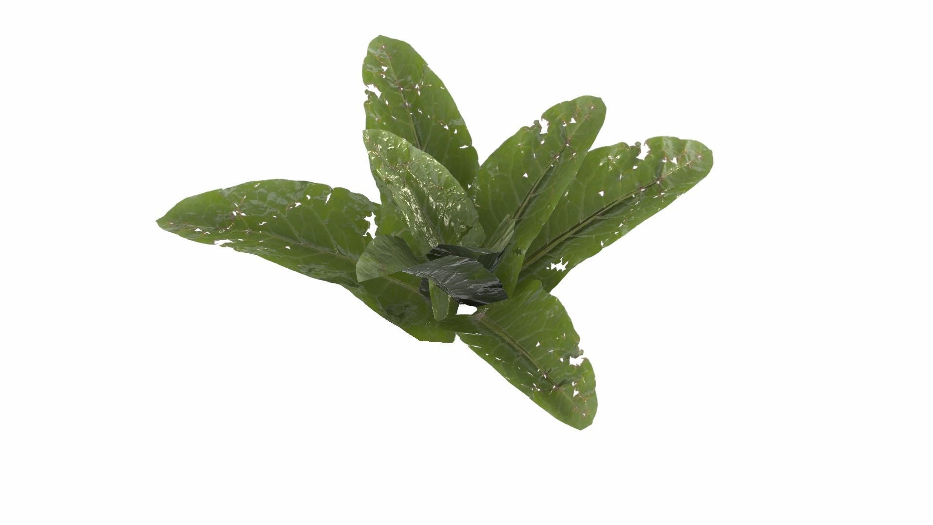Doc Leaf Plant Low-poly 3D model_16