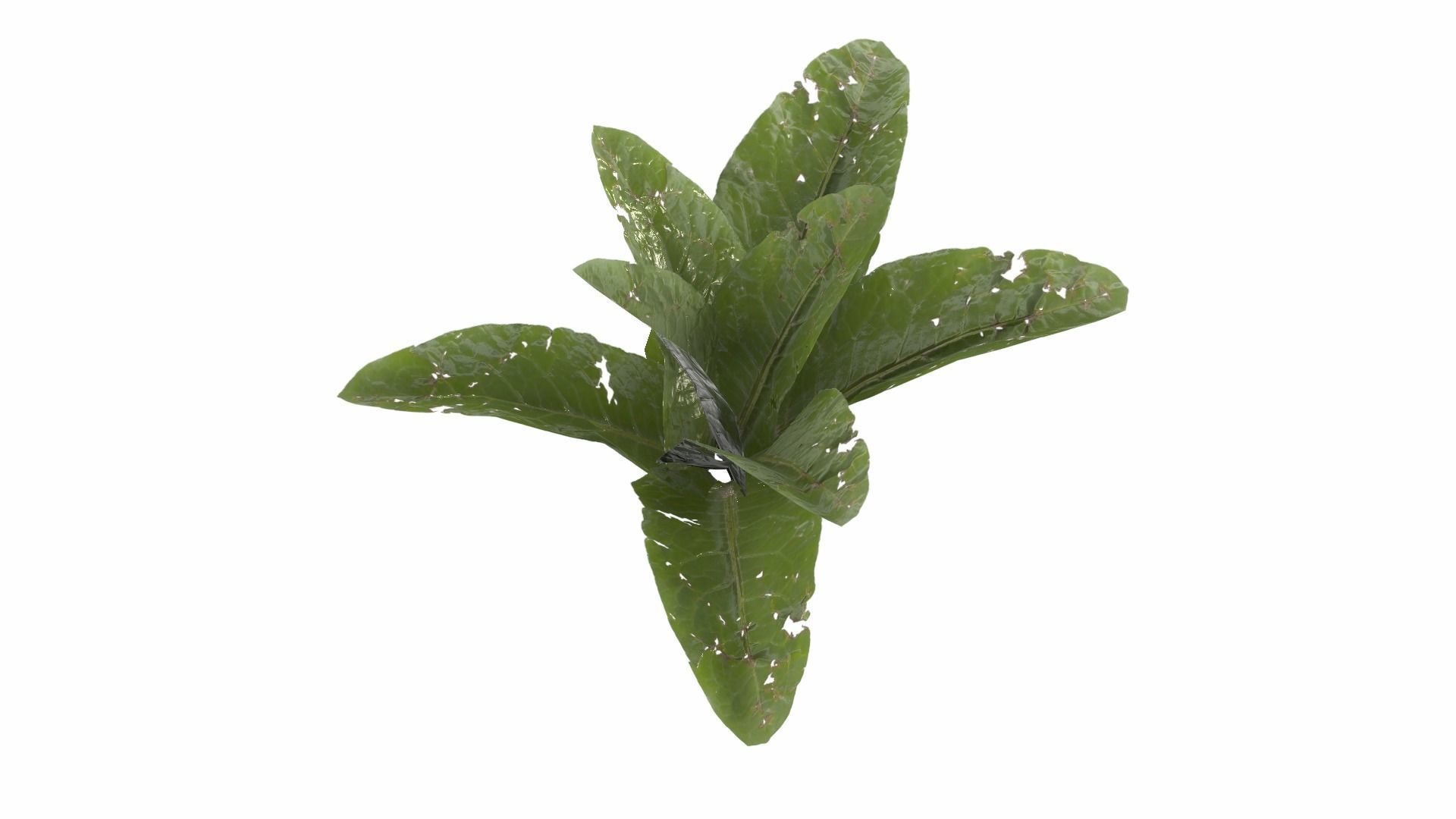 Doc Leaf Plant Low-poly 3D model_10