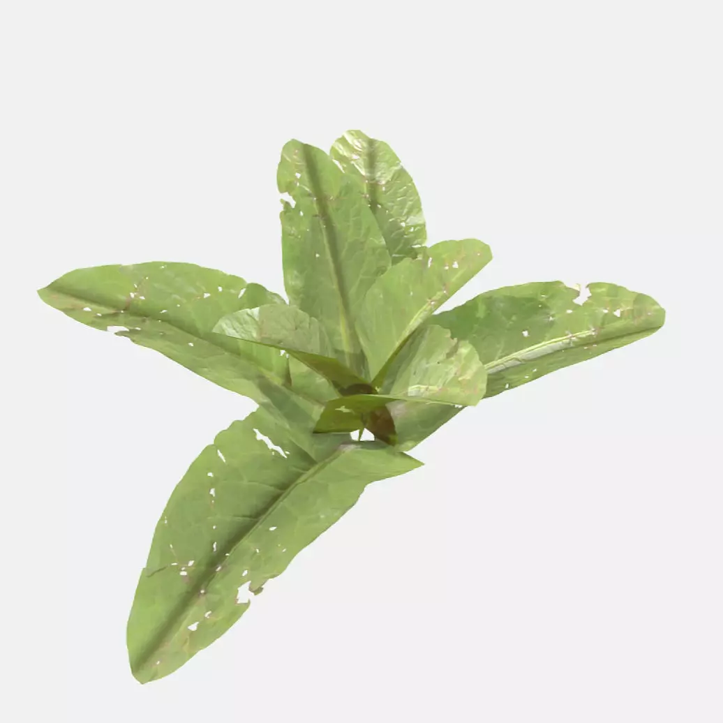Doc Leaf Plant Low-poly 3D model_0