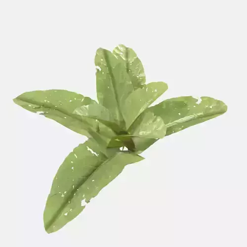 Doc Leaf Plant Low-poly 3D model