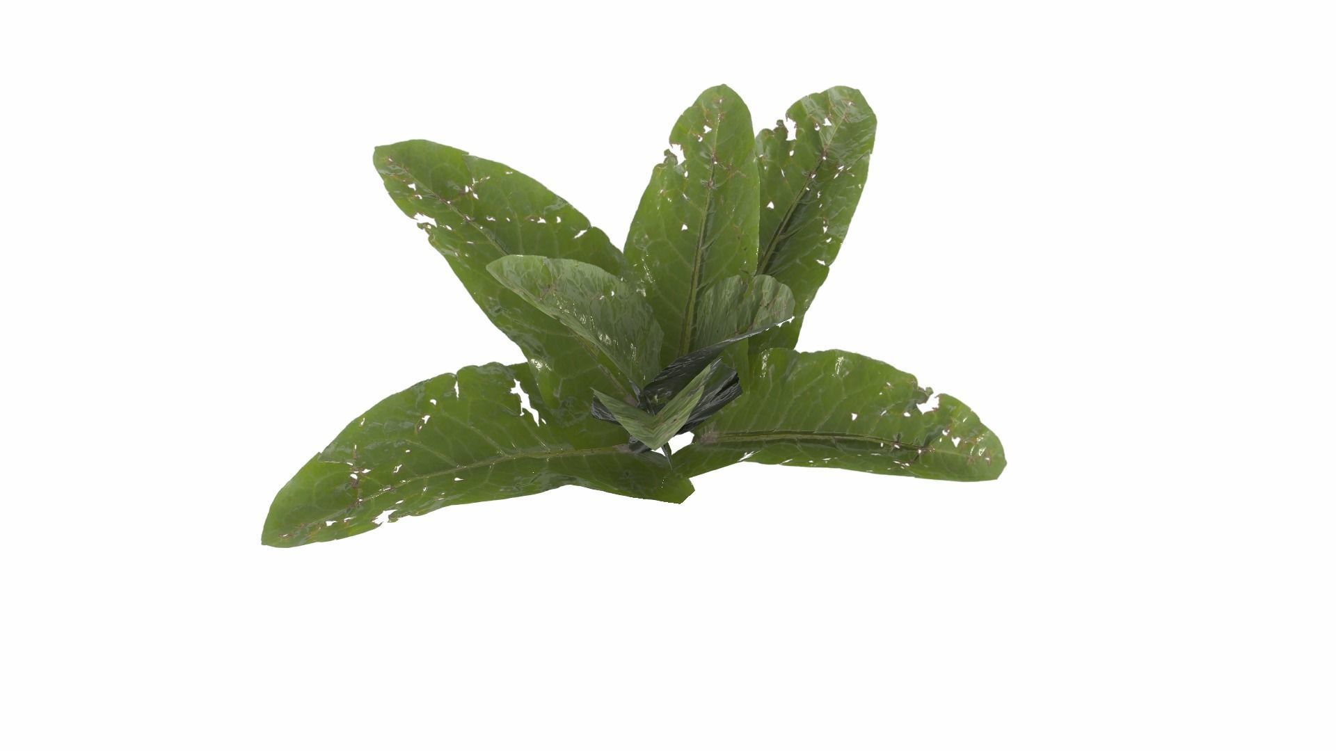 Doc Leaf Plant Low-poly 3D model_18