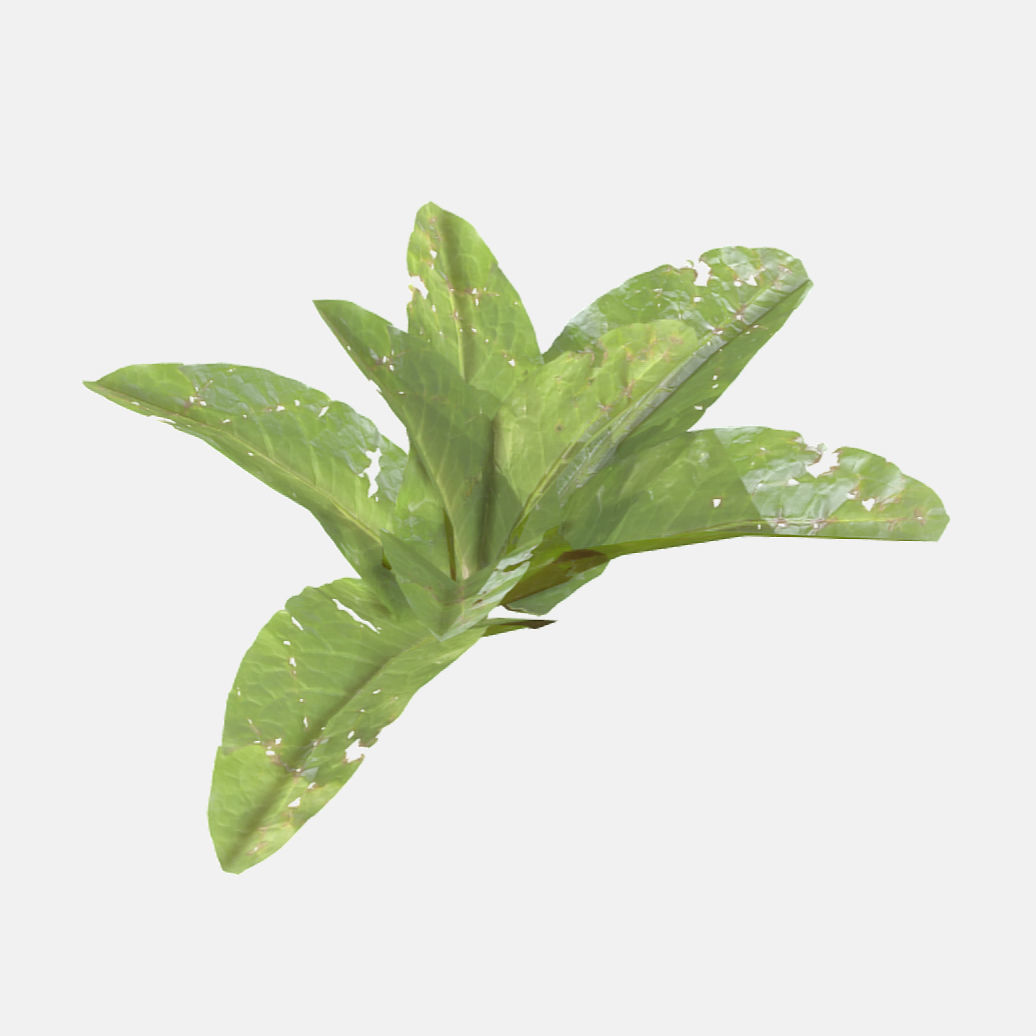 Doc Leaf Plant Low-poly 3D model_1