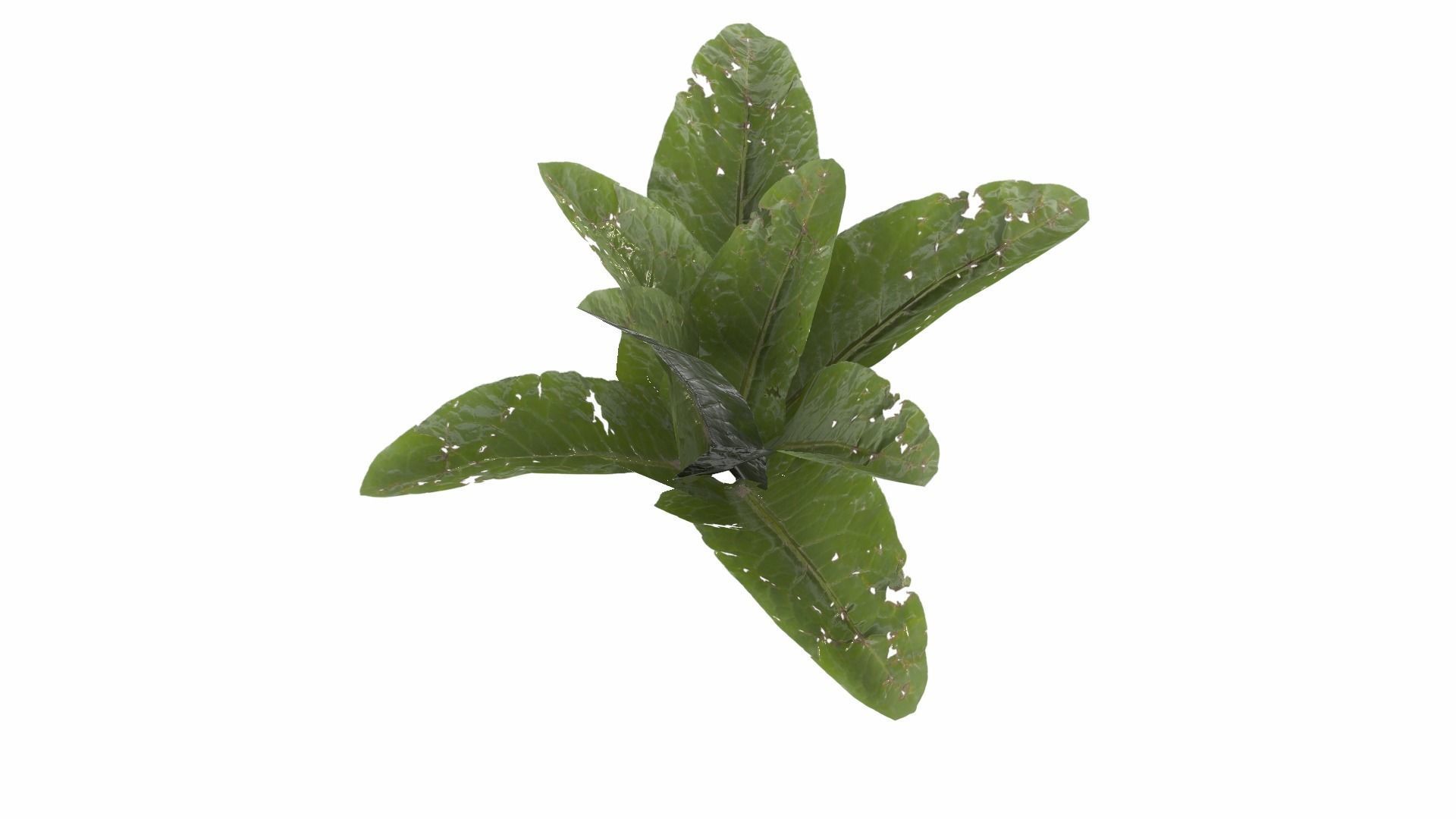 Doc Leaf Plant Low-poly 3D model_11