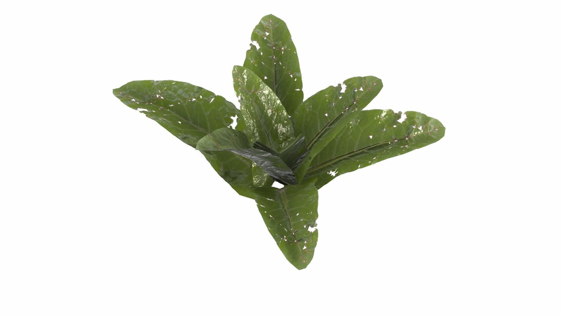 Doc Leaf Plant Low-poly 3D model_15