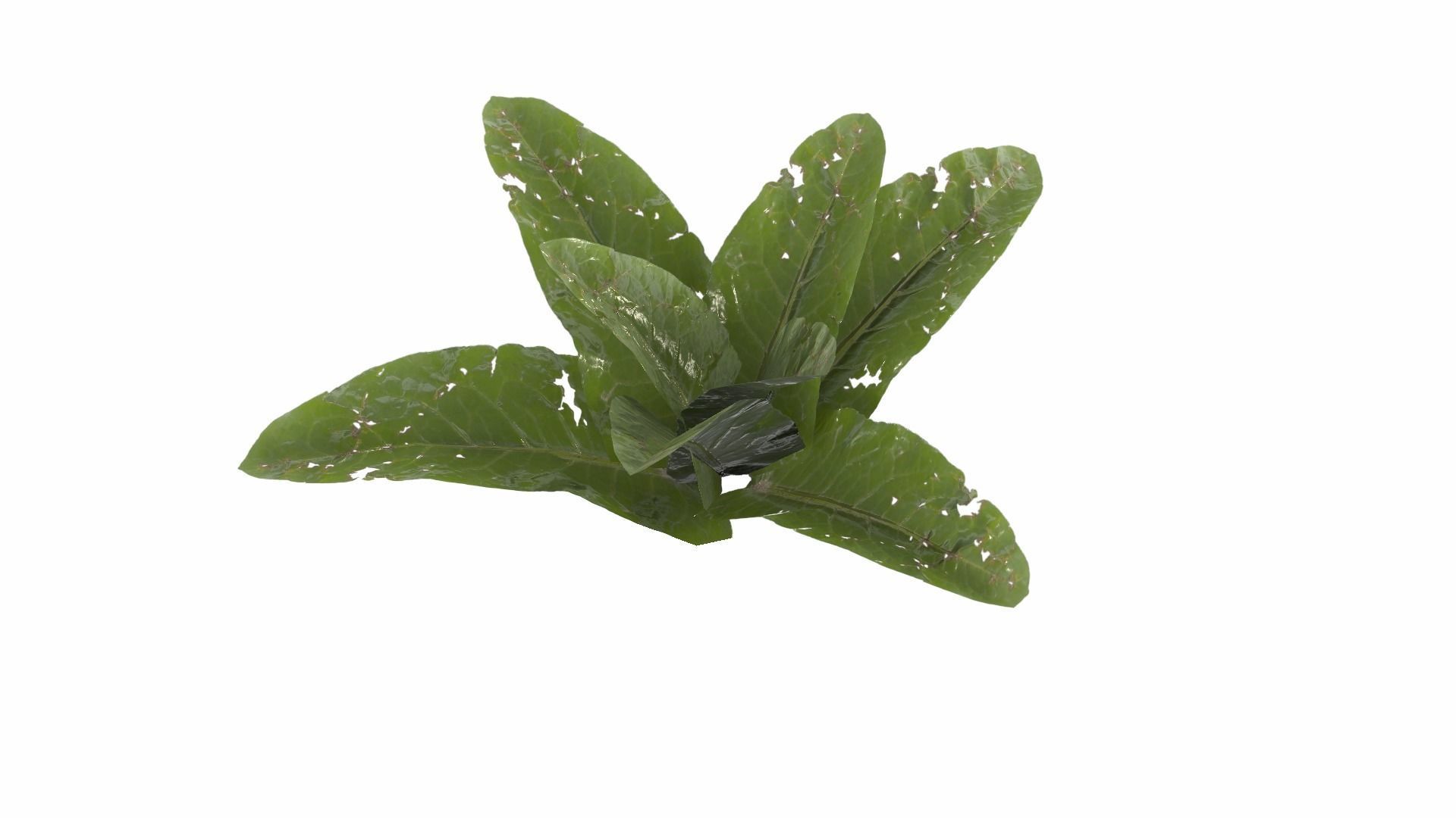 Doc Leaf Plant Low-poly 3D model_17