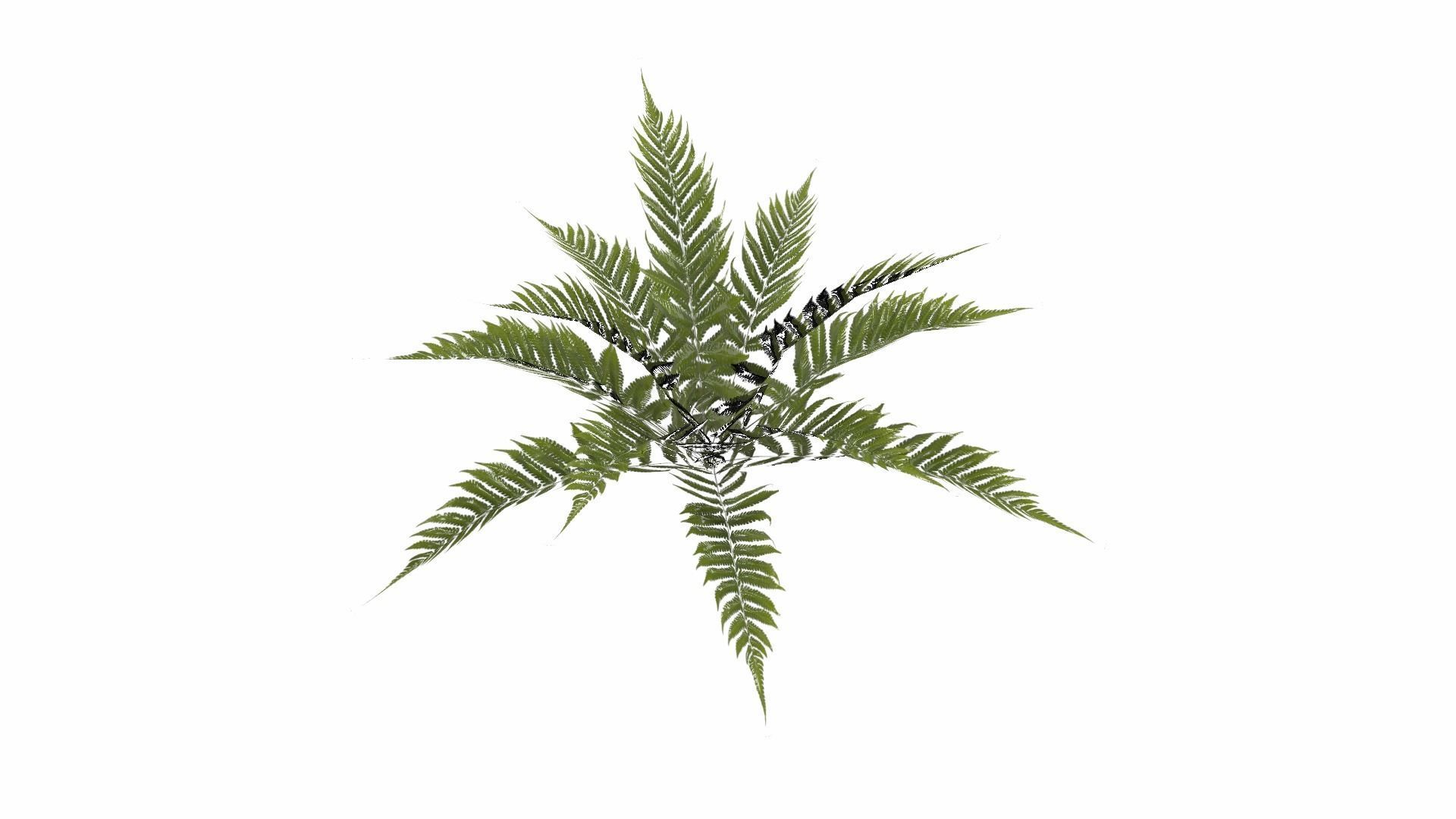 Fern Plant Low-poly 3D model_13