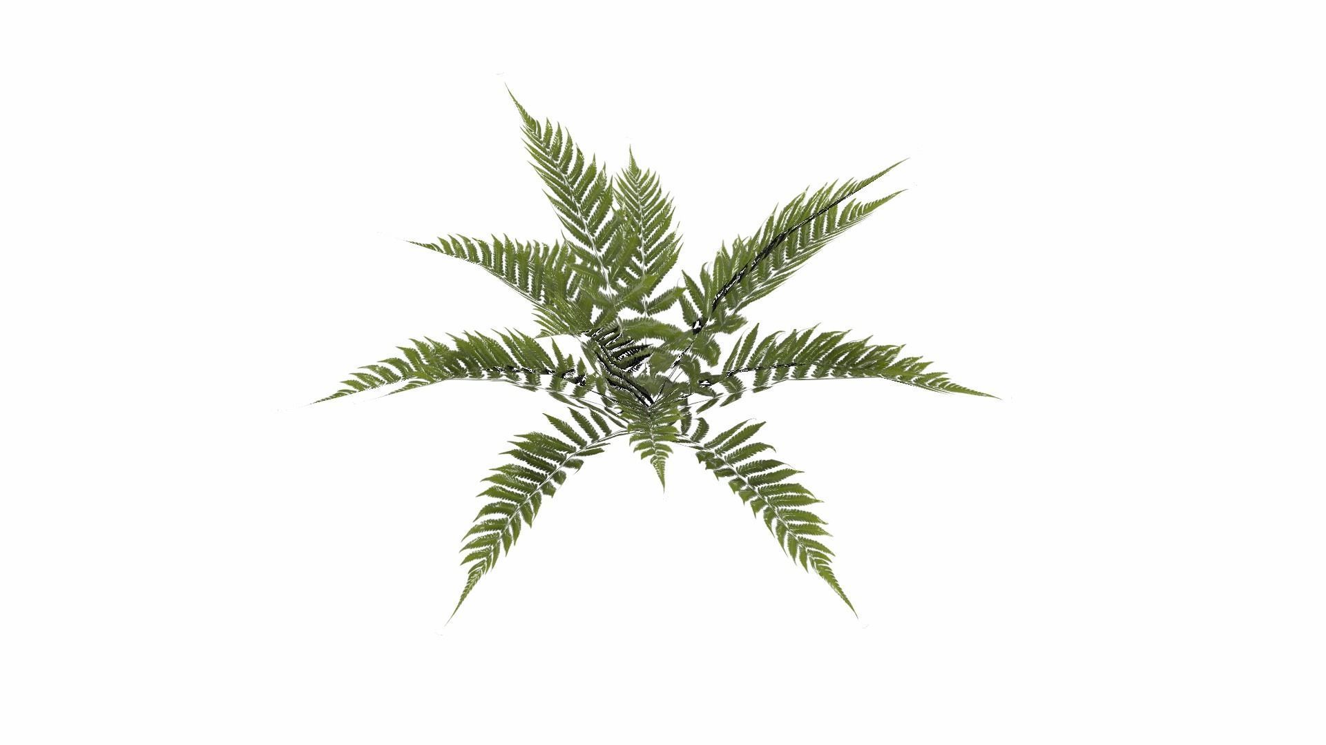 Fern Plant Low-poly 3D model_21