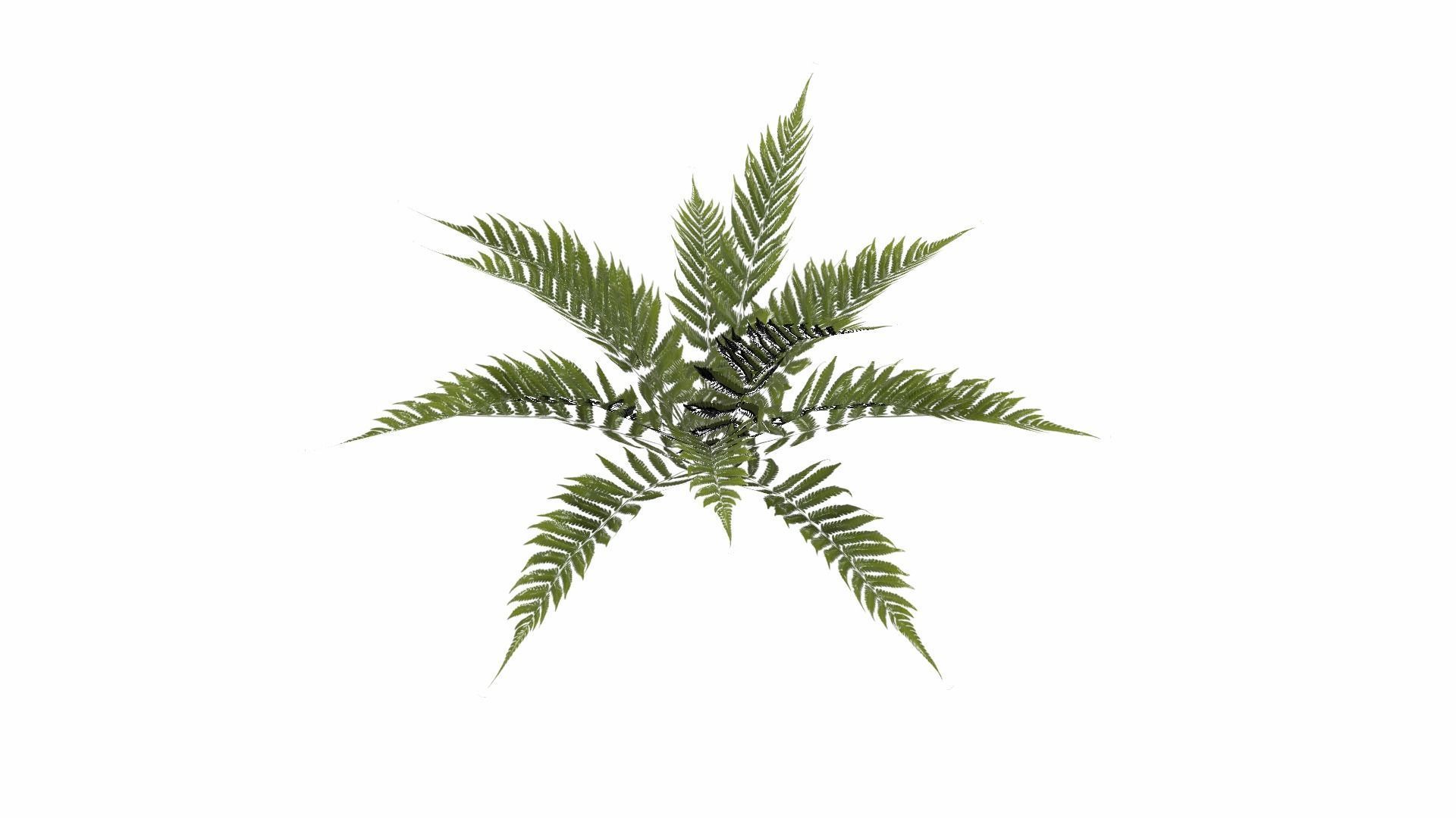 Fern Plant Low-poly 3D model_11
