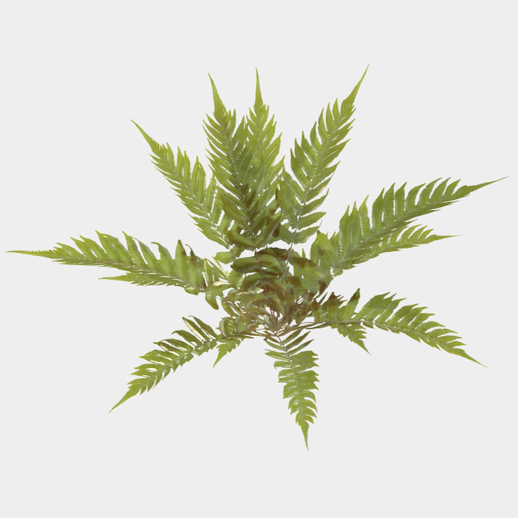 Fern Plant Low-poly 3D model_2