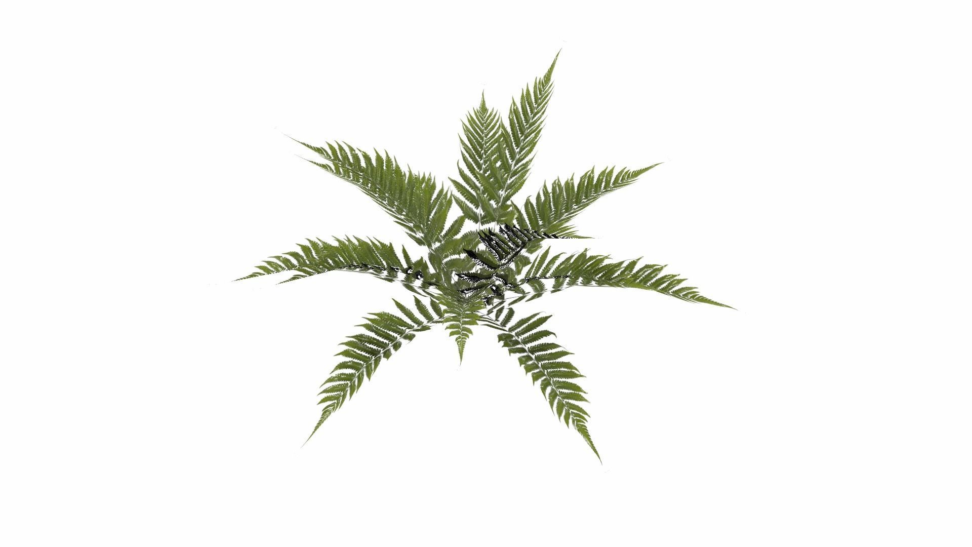 Fern Plant Low-poly 3D model_24