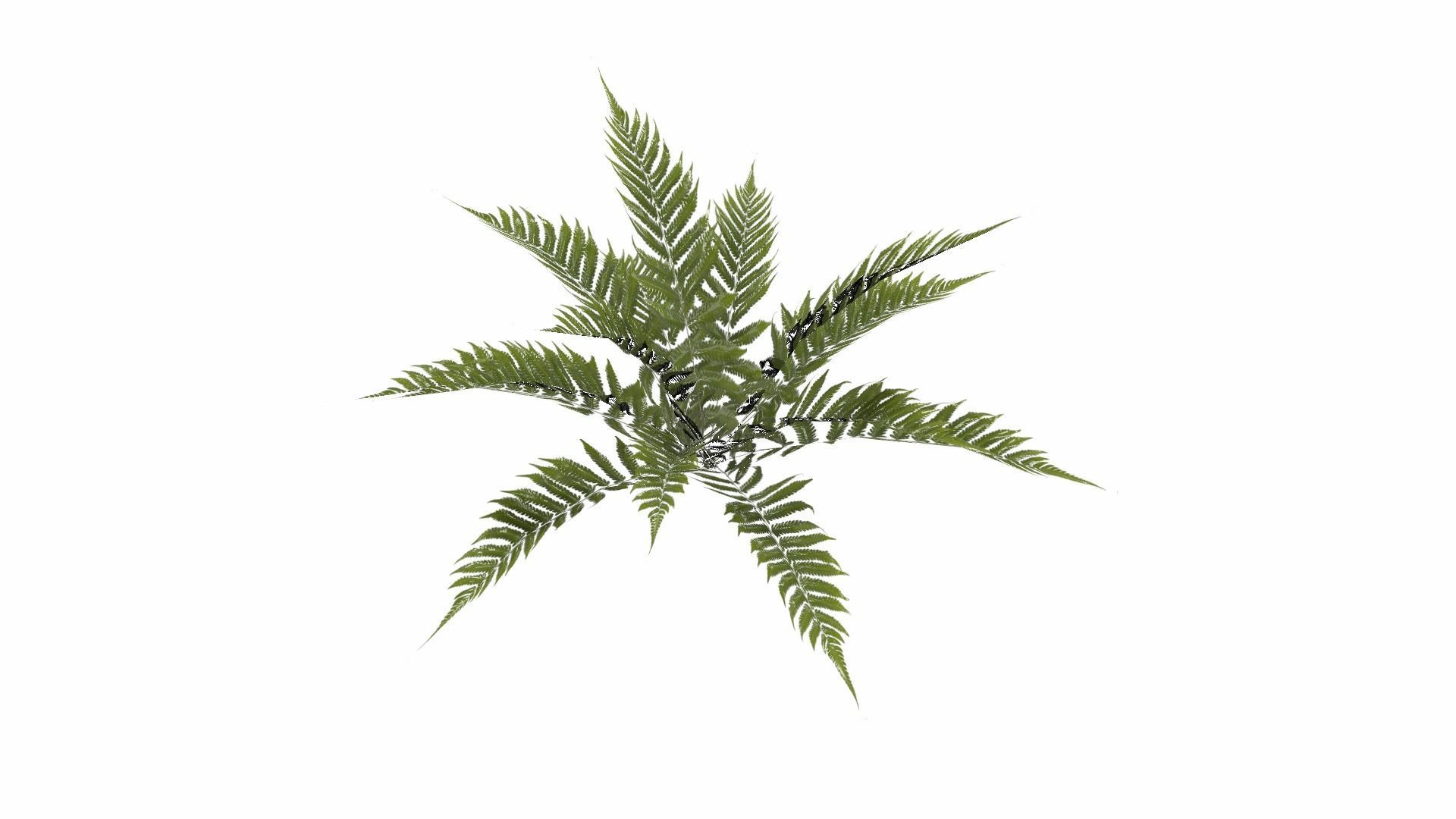 Fern Plant Low-poly 3D model_7