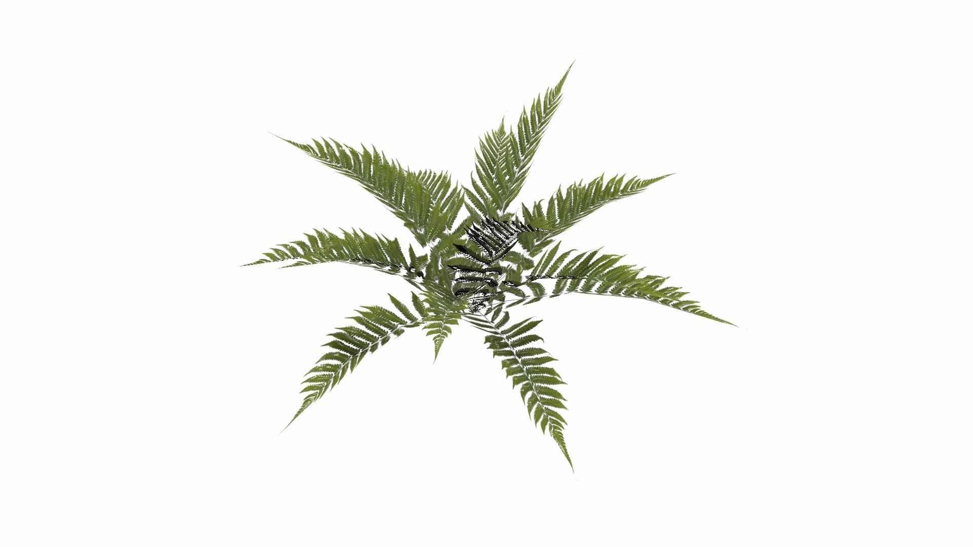 Fern Plant Low-poly 3D model_17