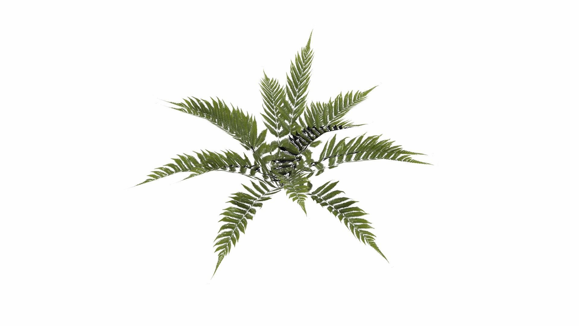 Fern Plant Low-poly 3D model_18