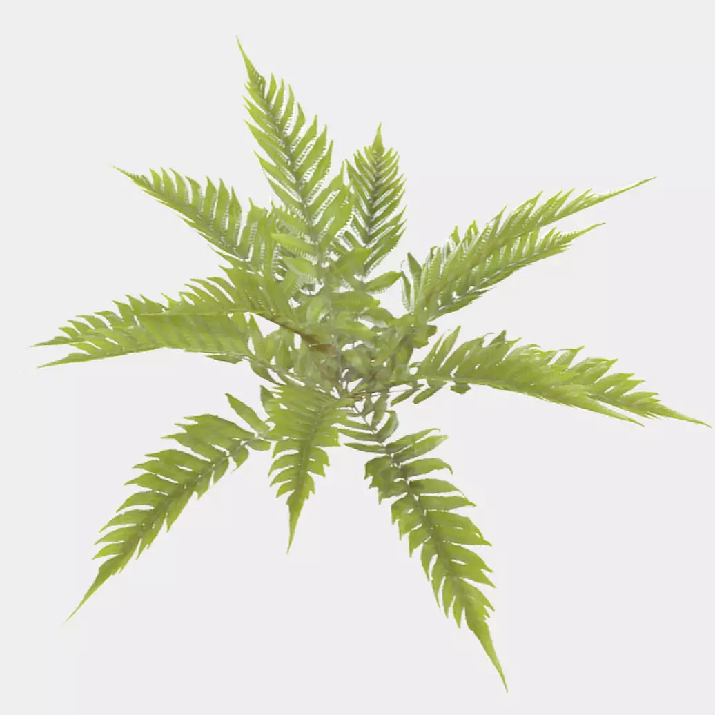 Fern Plant Low-poly 3D model_0
