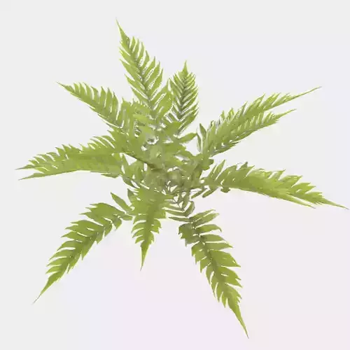 Fern Plant Low-poly 3D model