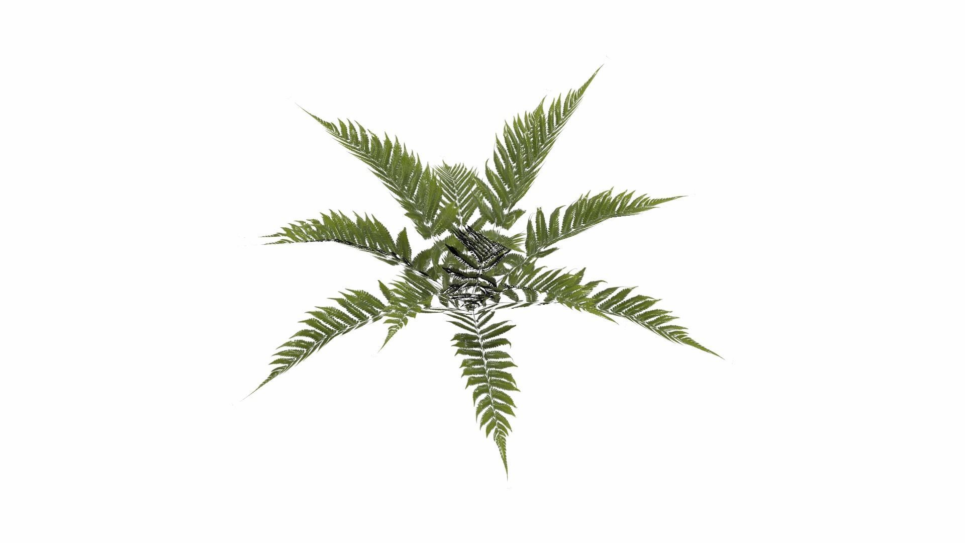 Fern Plant Low-poly 3D model_23