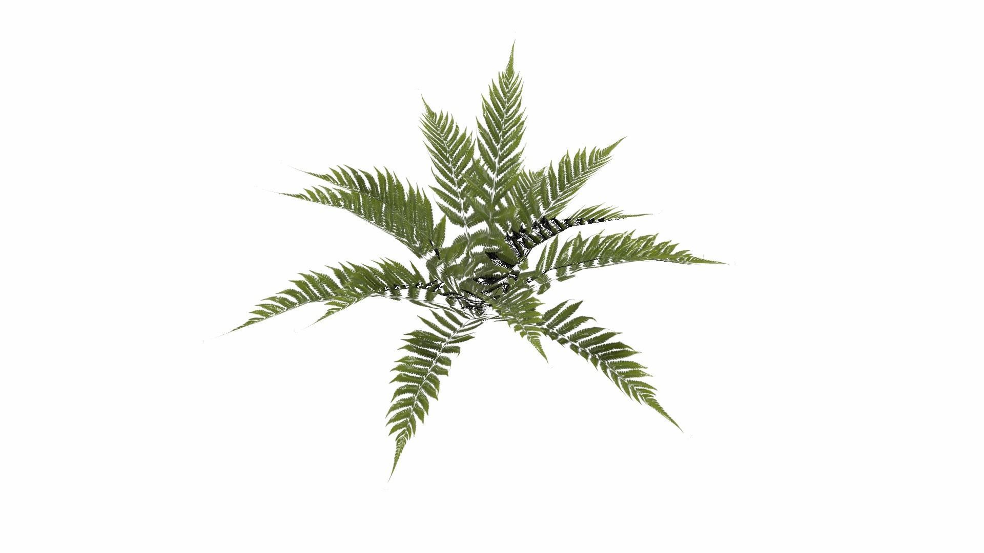 Fern Plant Low-poly 3D model_5