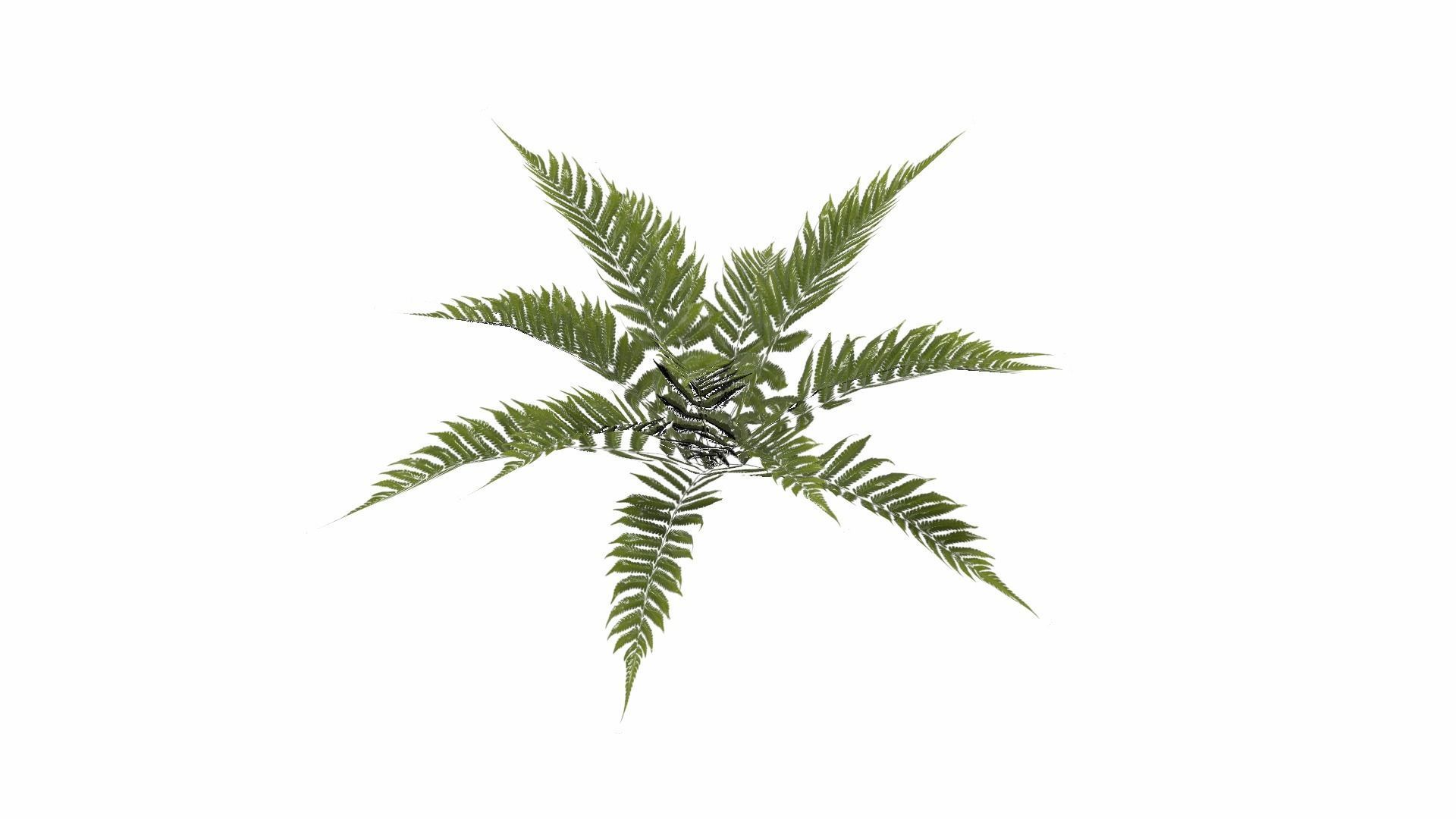 Fern Plant Low-poly 3D model_22