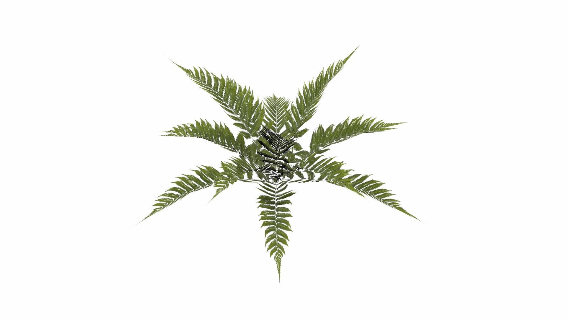 Fern Plant Low-poly 3D model_16