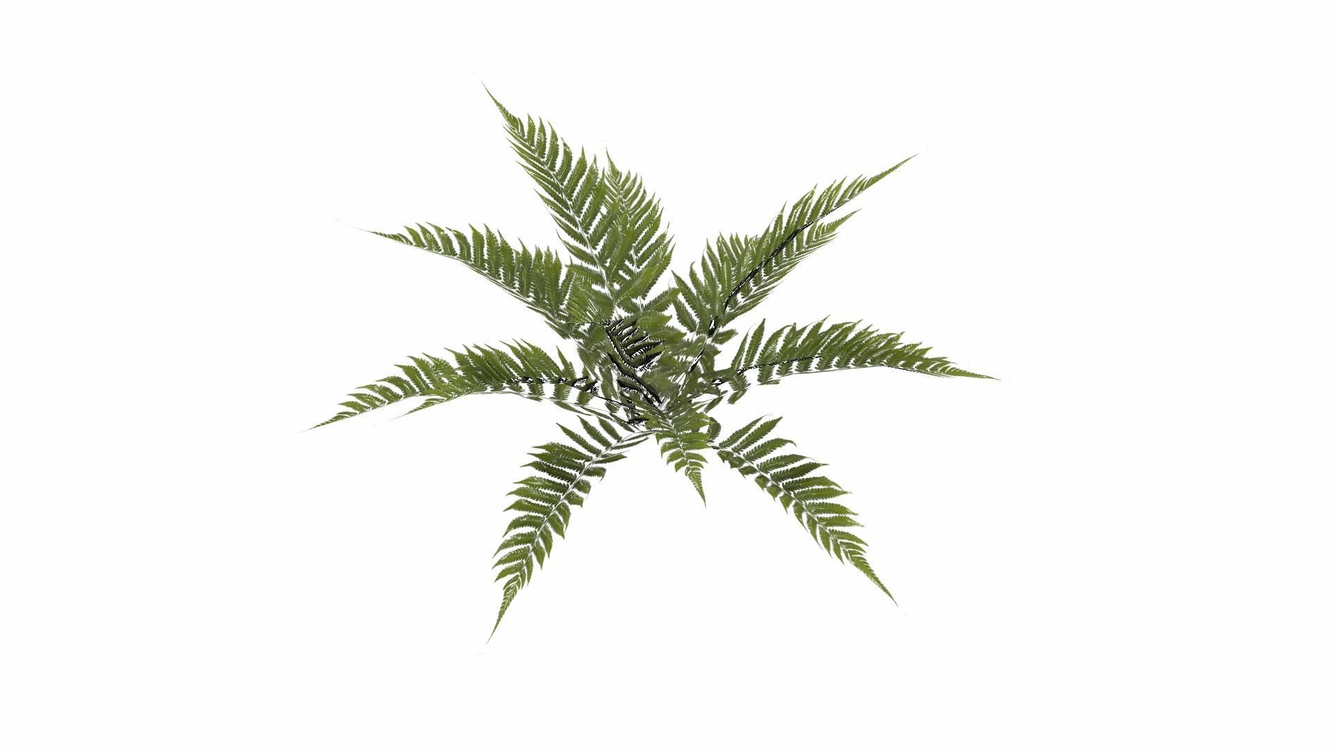 Fern Plant Low-poly 3D model_8