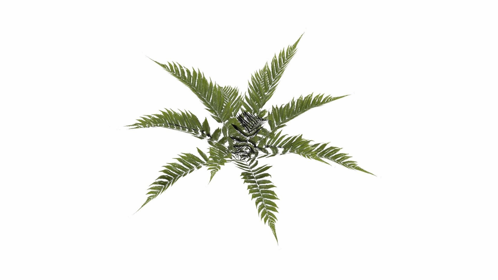 Fern Plant Low-poly 3D model_10