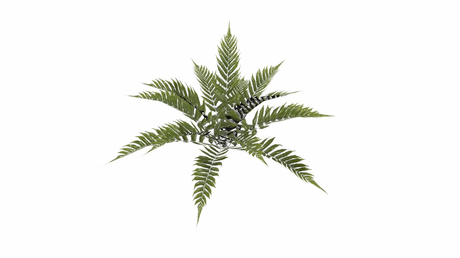 Fern Plant Low-poly 3D model_12