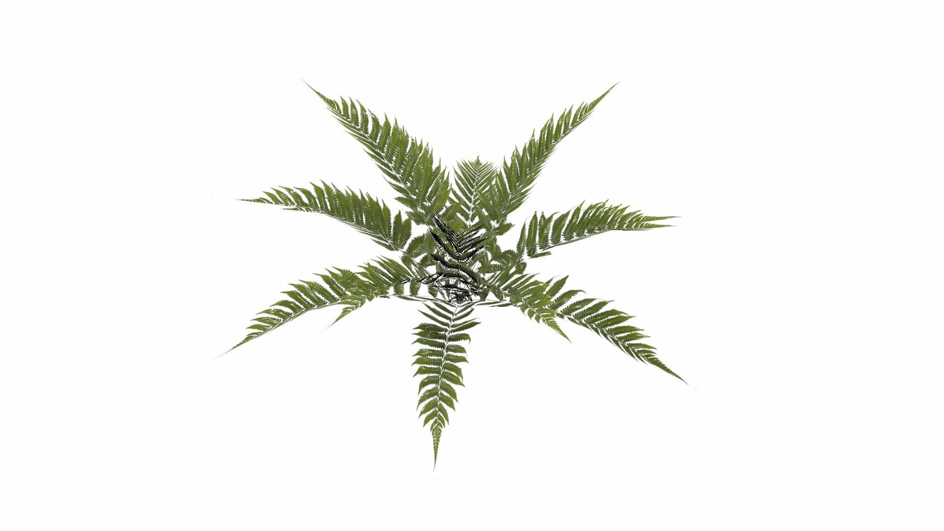 Fern Plant Low-poly 3D model_9