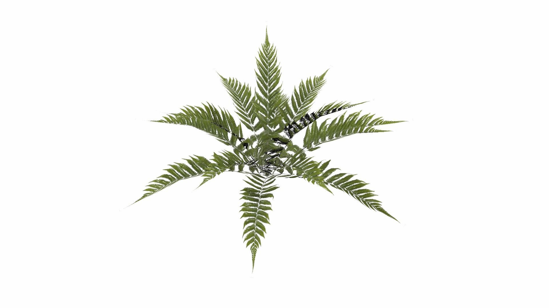 Fern Plant Low-poly 3D model_19