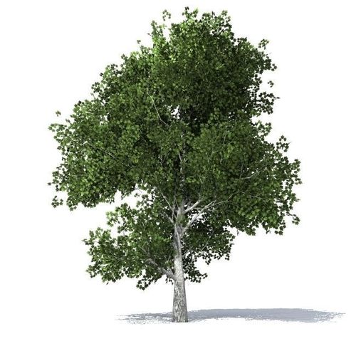 maple tree 3D model