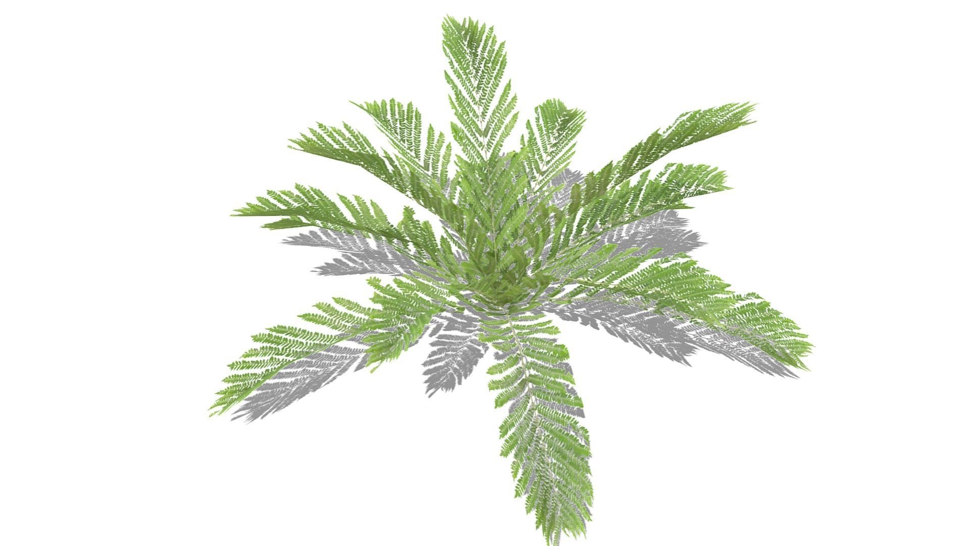 Fern Plant Low-poly 3D model_14