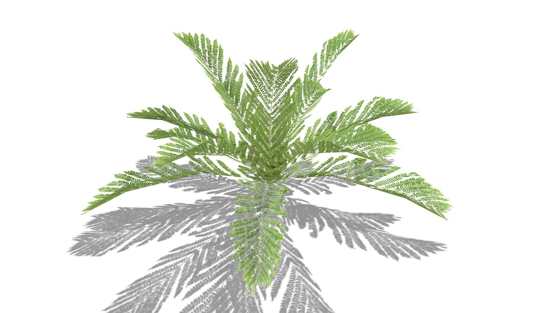Fern Plant Low-poly 3D model_6