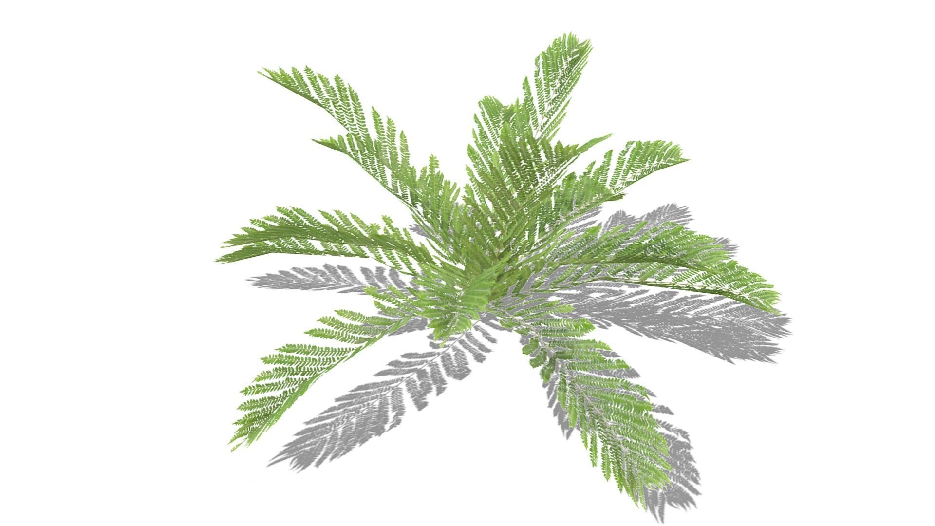 Fern Plant Low-poly 3D model_15