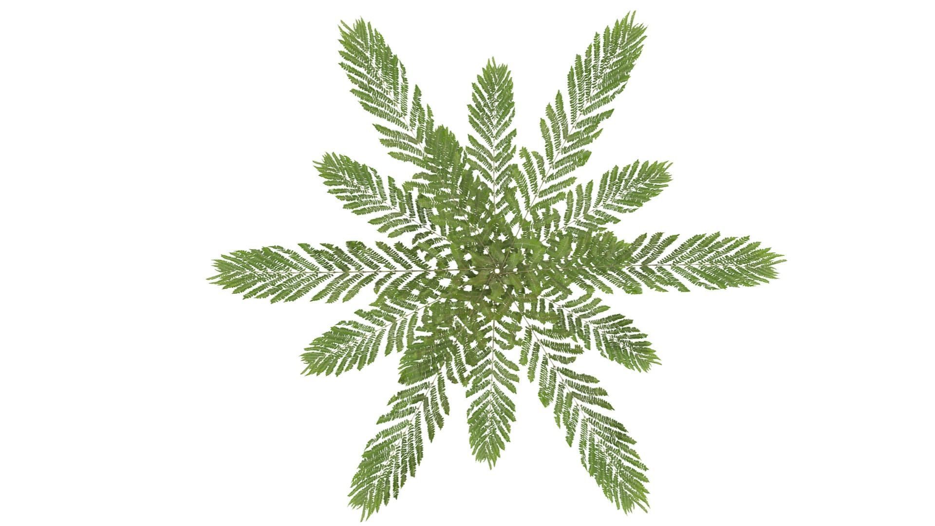 Fern Plant Low-poly 3D model_5