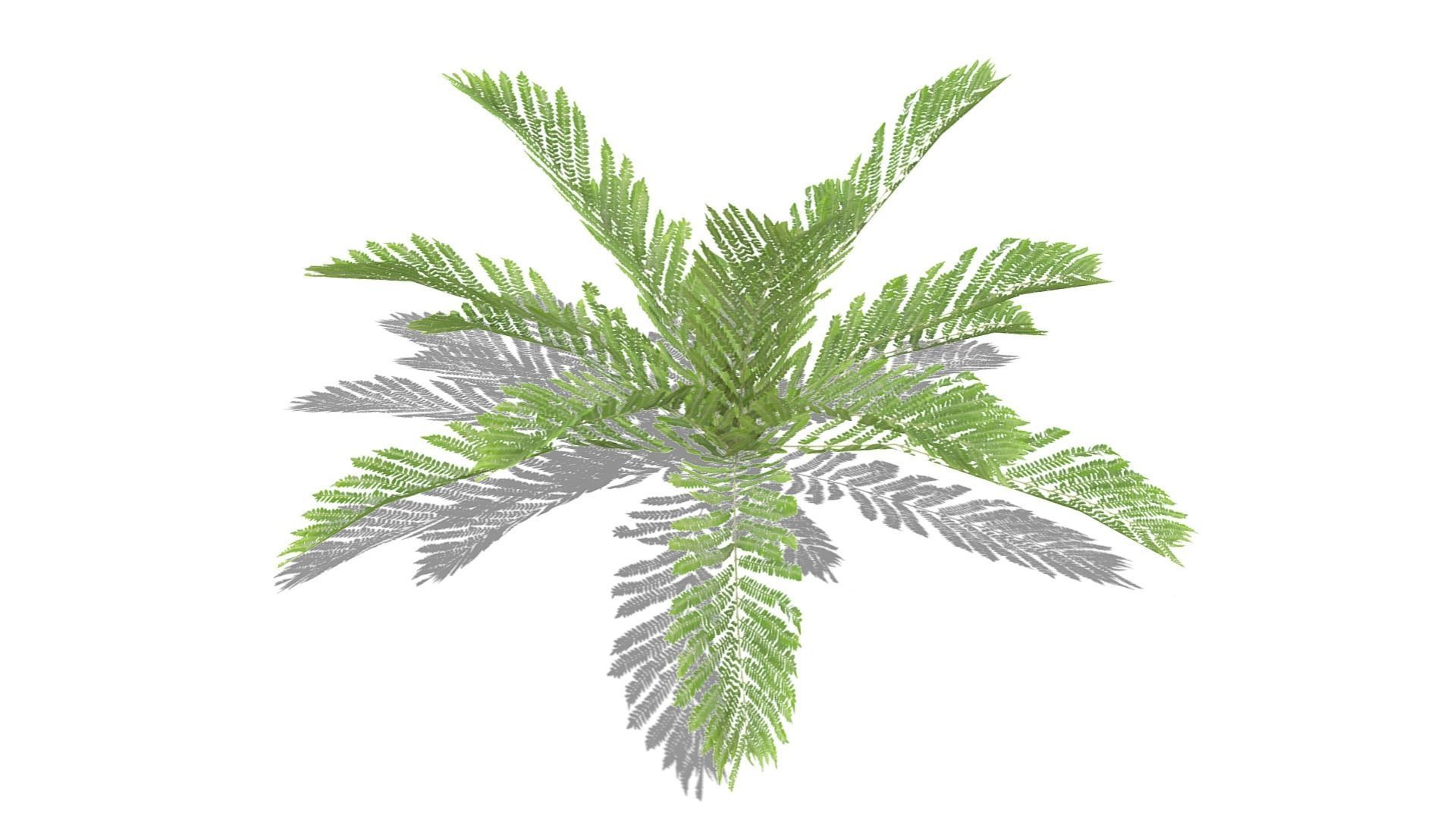 Fern Plant Low-poly 3D model_12