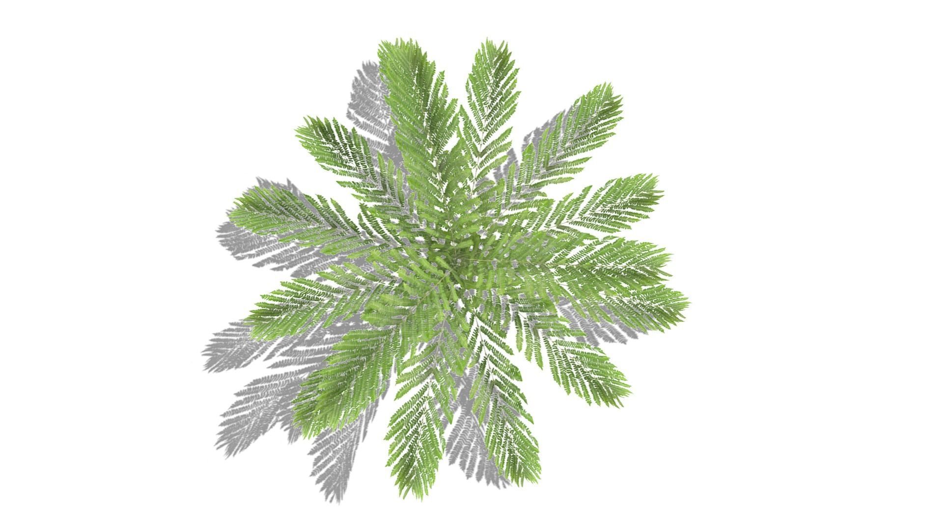 Fern Plant Low-poly 3D model_8