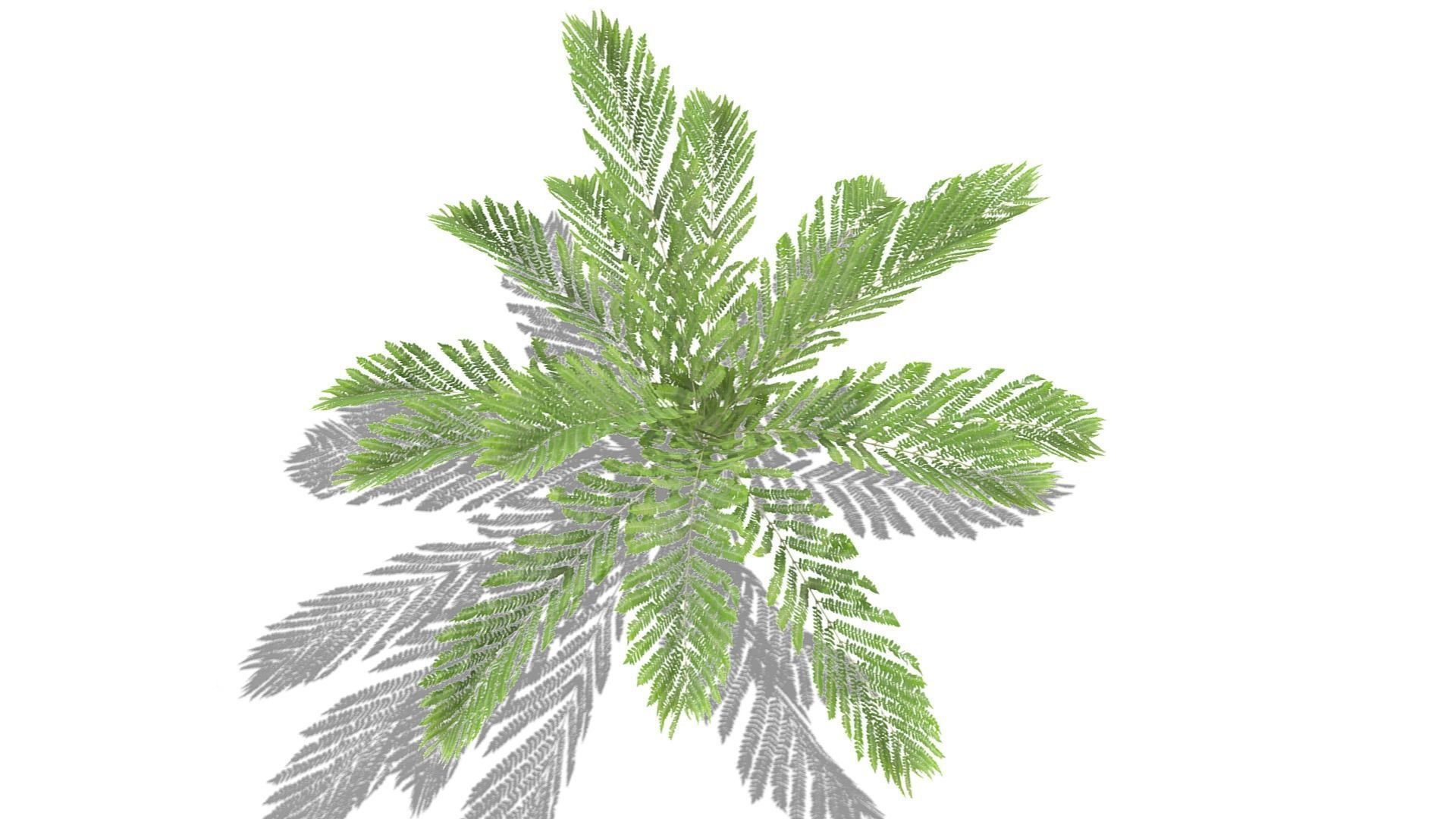 Fern Plant Low-poly 3D model_7