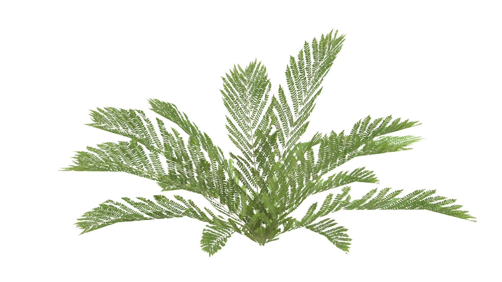 Fern Plant Low-poly 3D model_10