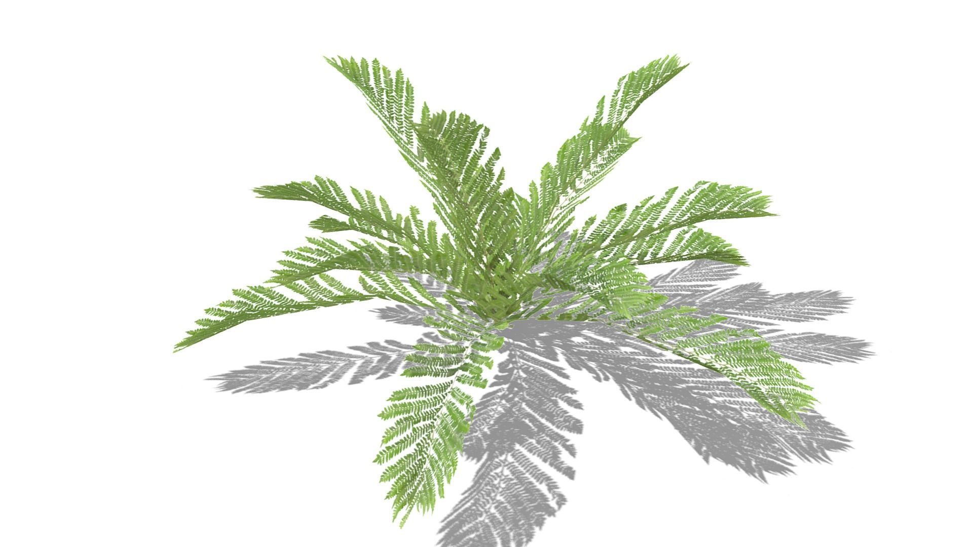 Fern Plant Low-poly 3D model_16