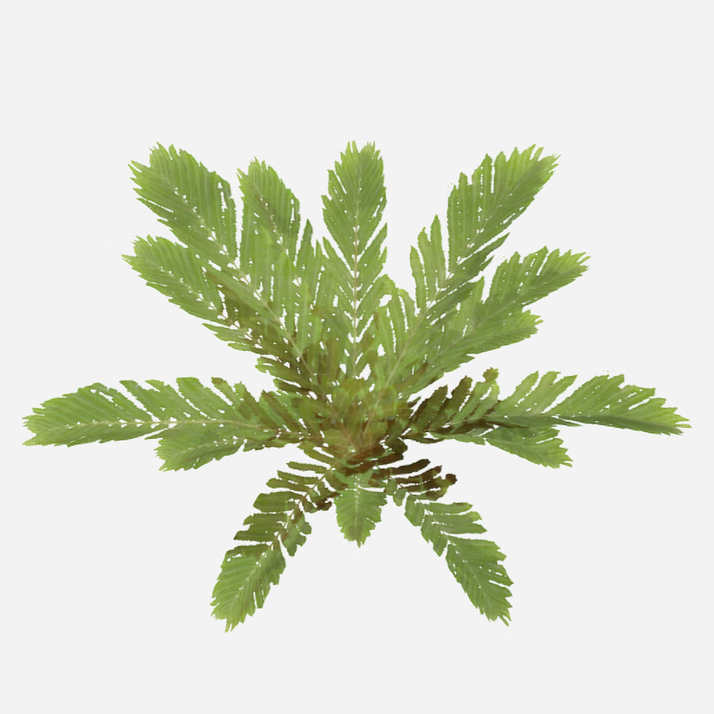 Fern Plant Low-poly 3D model_2
