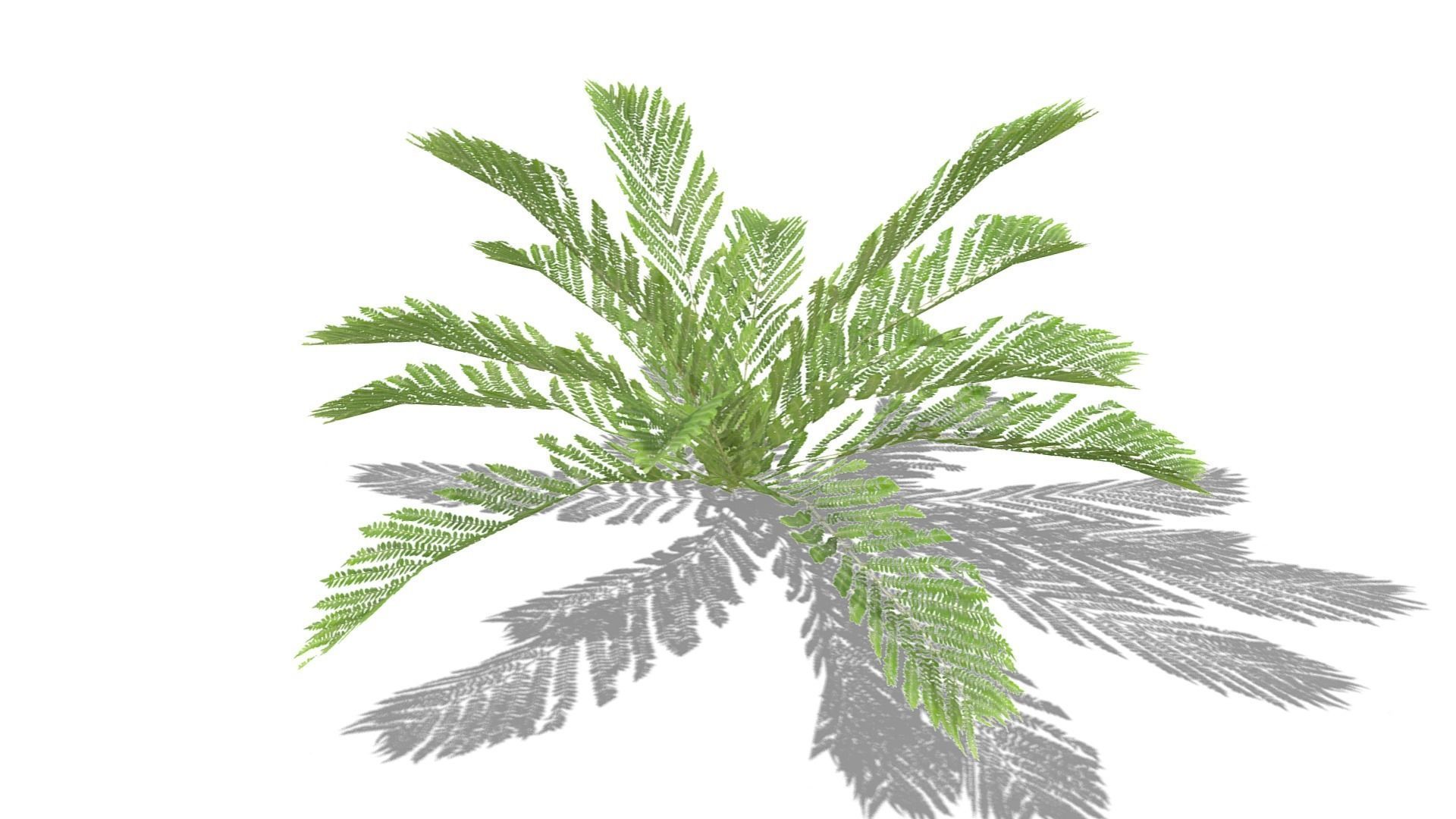Fern Plant Low-poly 3D model_17