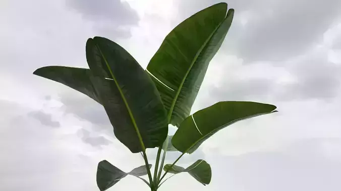 Strelitzia Reginae Plant