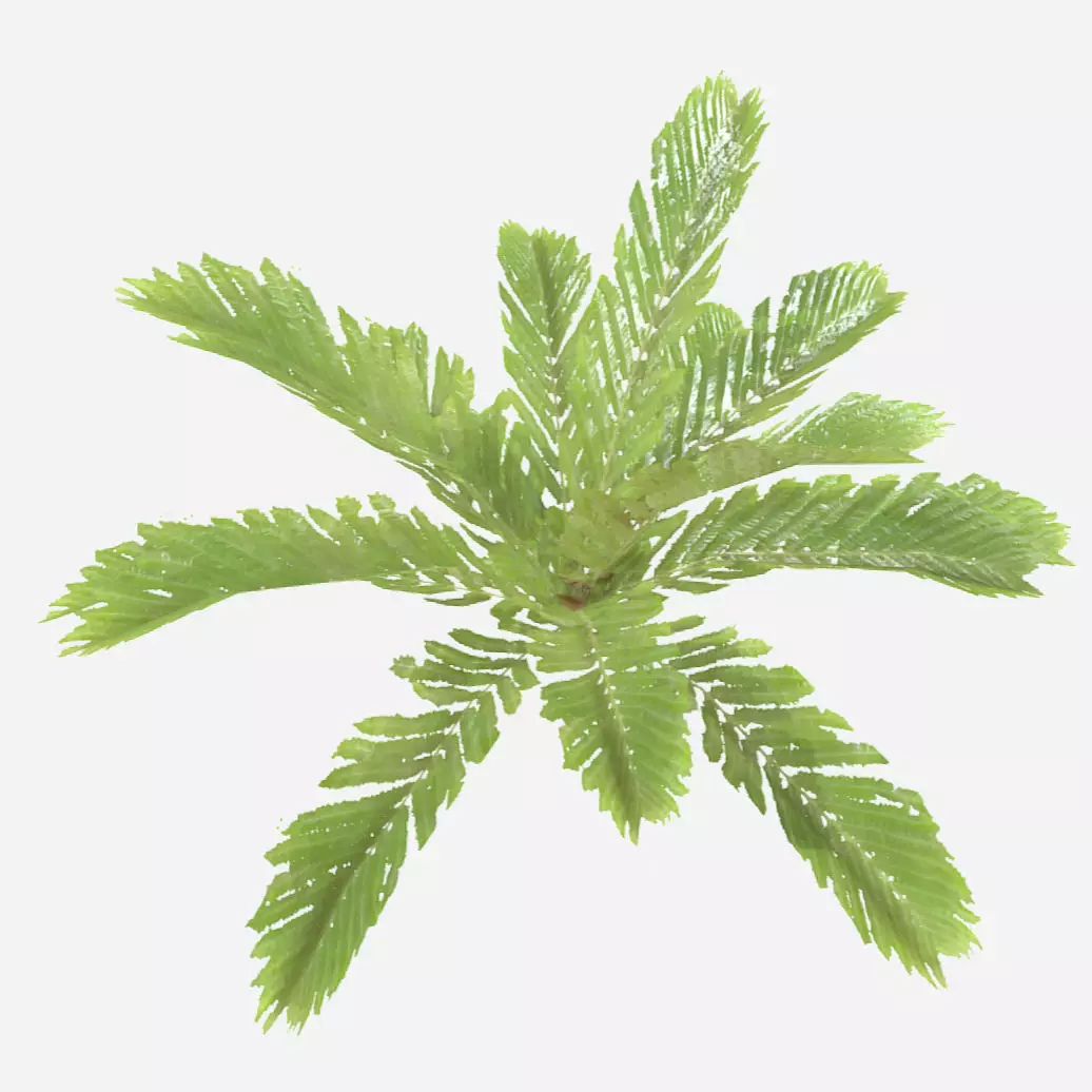 Fern Plant Low-poly 3D model_0