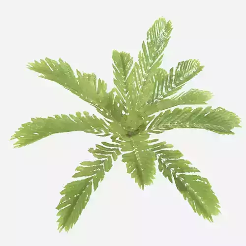 Fern Plant Low-poly 3D model