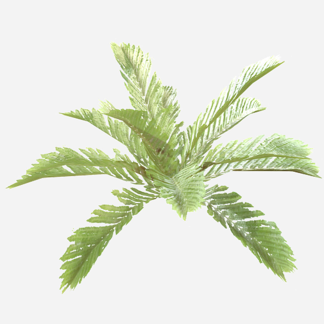 Fern Plant Low-poly 3D model_1