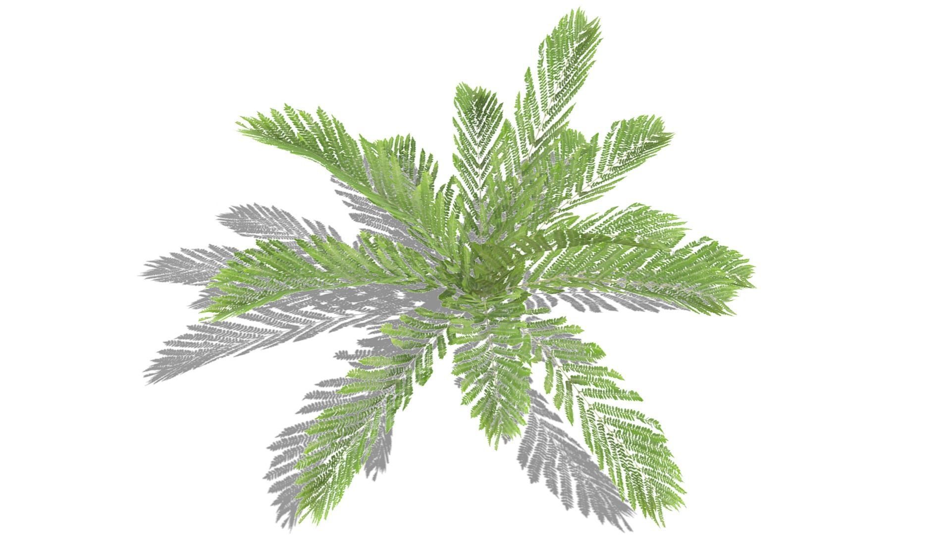 Fern Plant Low-poly 3D model_11